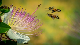 דבש, הכל דבש - סיור מתוק בשמורת הטבע נאות קדומים