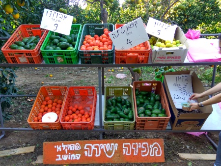 קטיף בפרדס מכירה ישירה של פירות וירקות