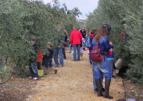 חנוכה בחוויה חקלאית 2015