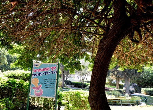 עץ המוצצים בחיפה