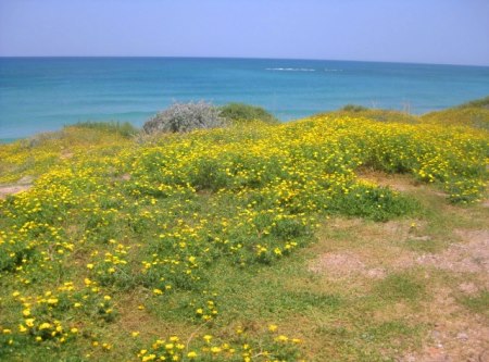 גן לאומי חוף פלמחים. צילום: שי איתן