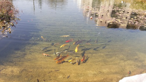 בריכת דגים בפארק רמת השרון
