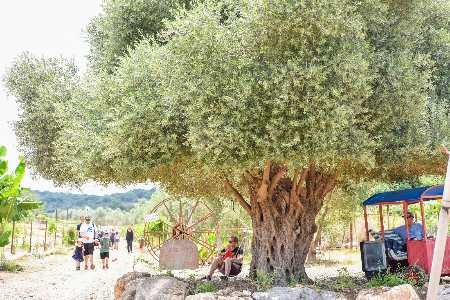 להתאהב בטבע חווה חקלאית בצפון קטיף עצמי