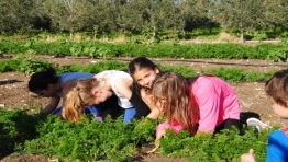 אטרקציות לילדים בשבת