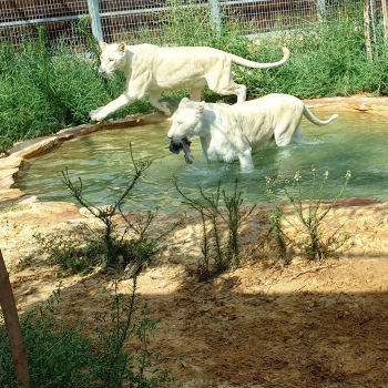האריות בנגב זו, לגדול