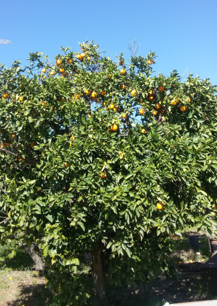 תותלאנד קטיף תפוזים
