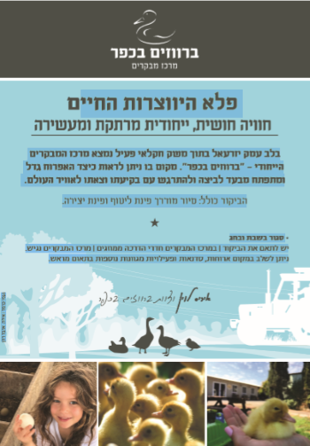 חנוכה בברווזים בכפר