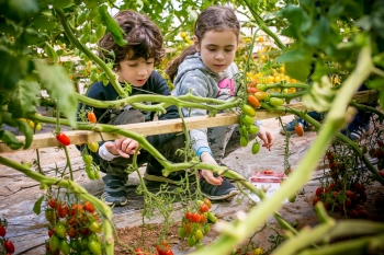 קלחים ומבוכים קטיף עגבניות