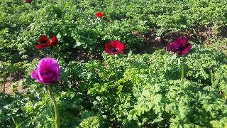 פרחים בעמק ביתן אהרון אתר לגדול