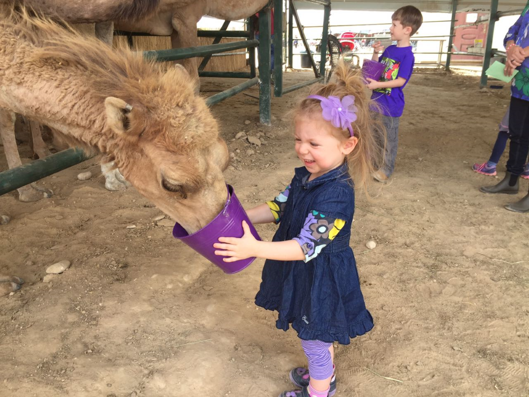 מרכז מבקרים חלב בראשית אתר לגדול