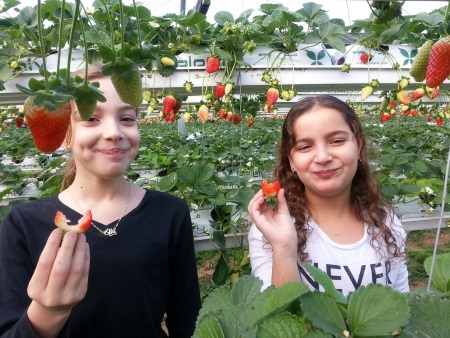 קטיף תותים באגרונן פעילות לילדים