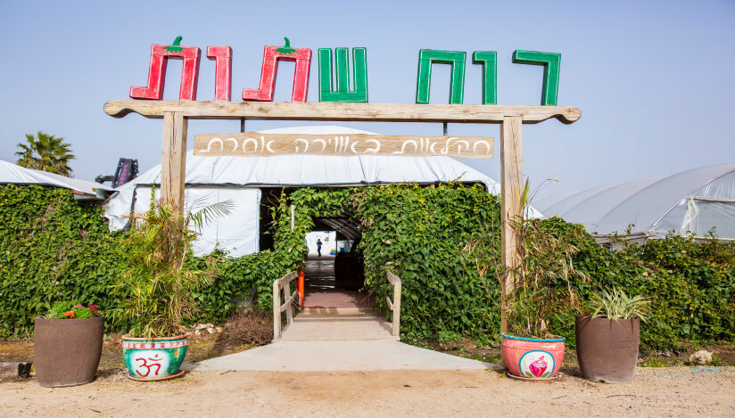 רוח שתות, חווית קטיף לגדול