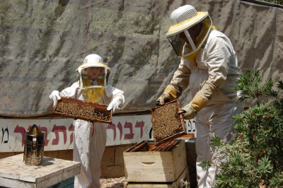 דבורת התבור, מכוורות דבש, אתר לגדול אתר המשפחות של ישראל