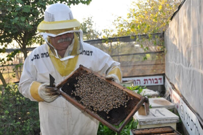 דבורת התבור-מקום בילוי לילדים בצפון, אתר לגדול אתר המשפחות של ישראל