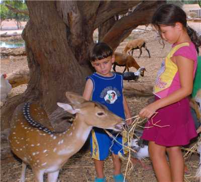 לגעת בחיות אטרקציות פתוחות בקורונה