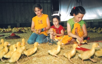 ברוזים בכפר