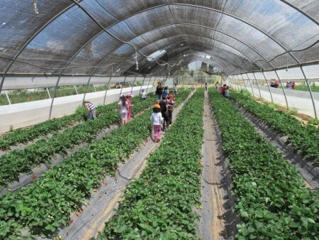 רוח שתות גן שמואל