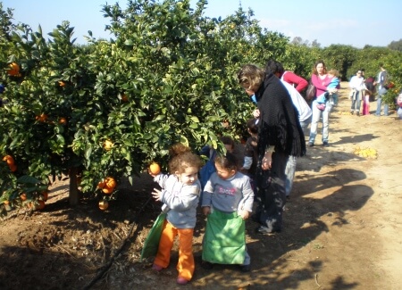 קטיף תפוזים בשביל התפוזים