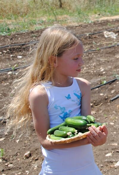 קטופותי חוויה חקלאית בבית לחם הגלילית בצפון הארץ. קטיף מלפפונים טריים והסבר חקלאי מותאם לכל גיל