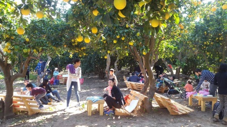 קטיף בפרדס בית קפה ופינות ישיבה