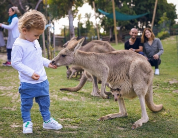 גן גורו חנוכה 2019