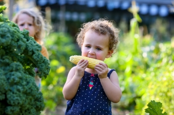 קטיף תירס קלחים ומבוכים