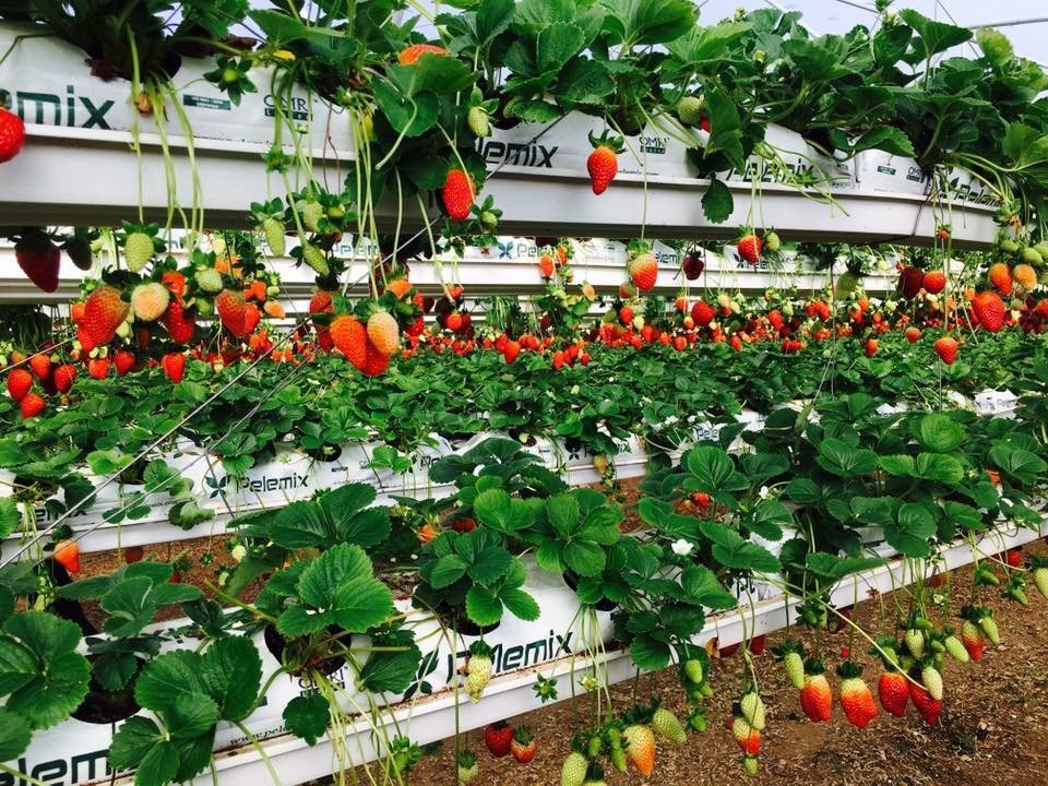 אגרונן קטיף עצמי תותים ופטל 