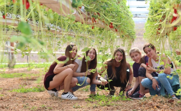 אגרונן קטיף עצמי תותים ופטל 