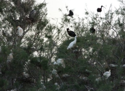 פארק אמת התנינים ציפורים נודדות