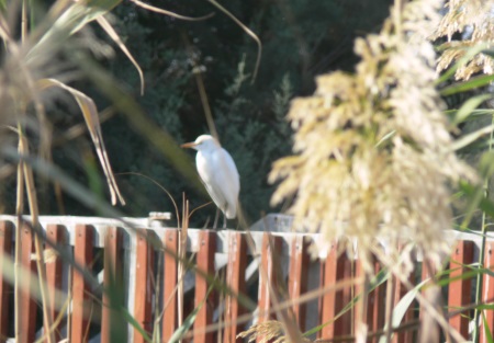 פסח באמת תנינים