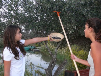 מסיק באמת תנינים