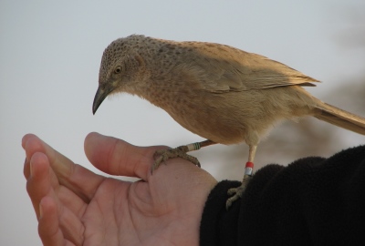 נדידת ציפורים בערבה