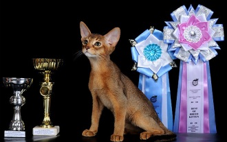 תערוכת חתולים חתוליאו 2012