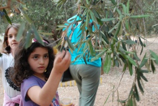החווה תל אביב מסיק זיתים
