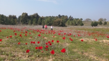 פסטיבל דרום אדום 2017