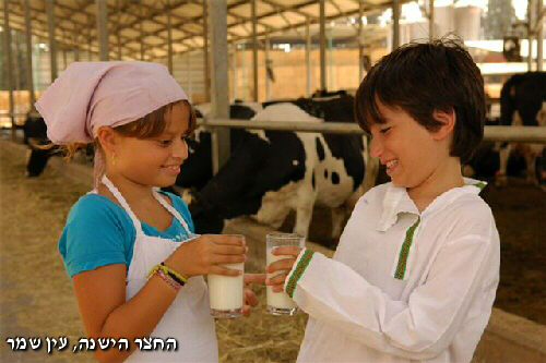 חליבה בחצר הישנה בעין שמר אתר לגדול