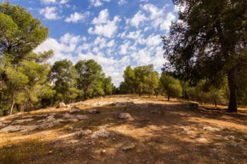 סיור אופניים מודרך ברחבי יער יתיר שסמוך ליישוב הר עמשא