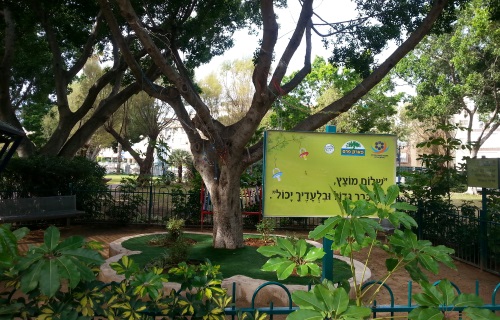 עץ המוצצים בפארק פרס חולון