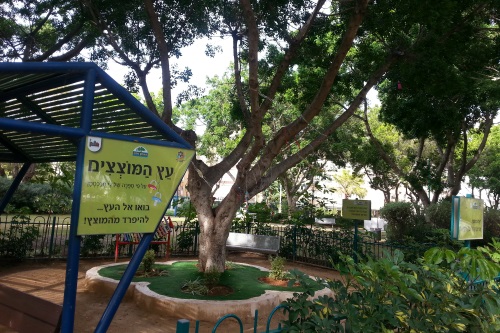 עץ המוצצים בפארק פרס חולון