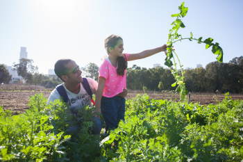 קטיף צנוניות בגני יהושע