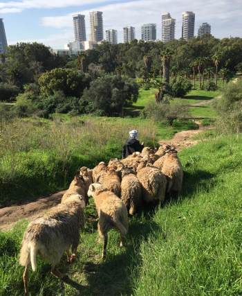 סיור רעיית כבשים בתל נפולאון - אתר לגדול