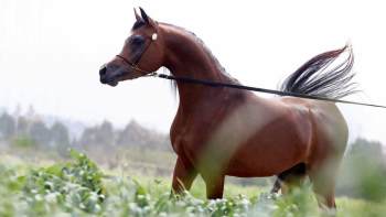 פסטיבל 2019 של עמותת הסוס הערבי בישראל