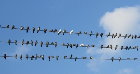 הגן היפני בחפציבה