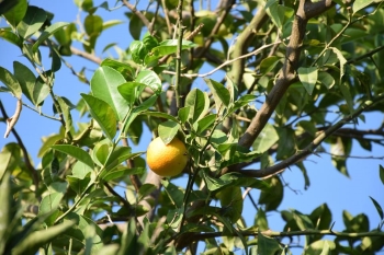 כיף בפרדס