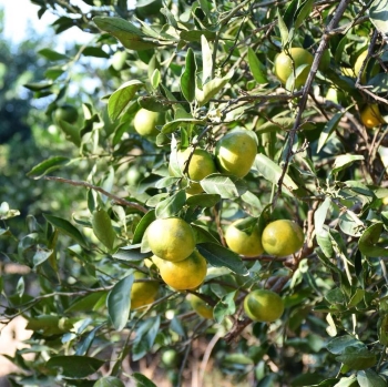 כיף בפרדס