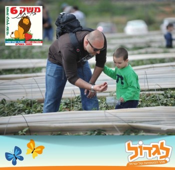 קטיף עצמי באזור השרון משק 6 - לגדול
