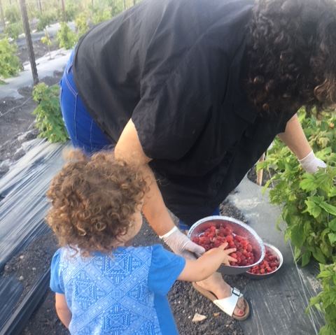 קטיף בכפר ביקנעם המושבה צמוד לדג בכפר, קטיף עצמי - אתר לגדול