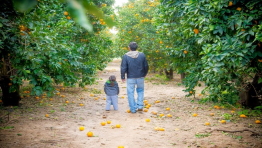 קטיף בפרדס - ראשל
