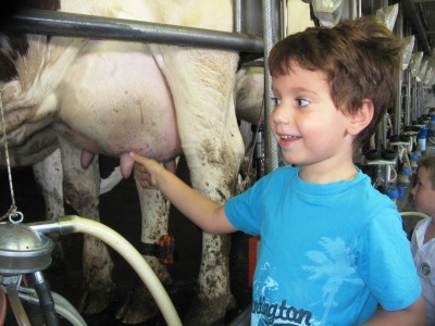 משק קורלנדר