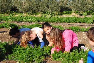 קטיף תותים עצמי, קטופותי קטיף פירות וירקות בבית לחם הגלילית אתר לגדול